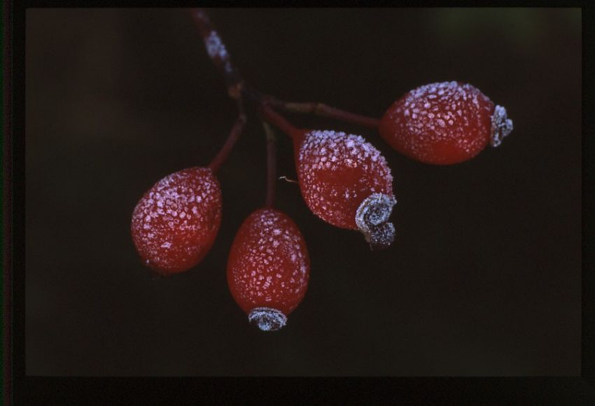 Frosted Dog Rose Hips.
