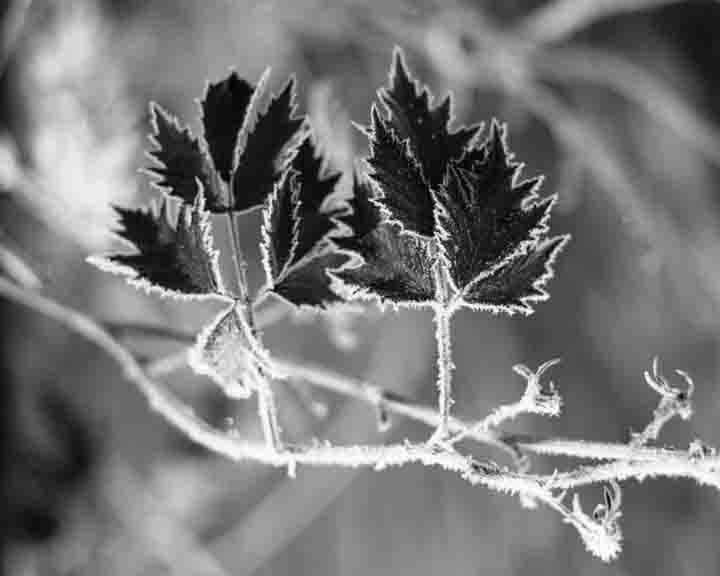 Frosted Leaf