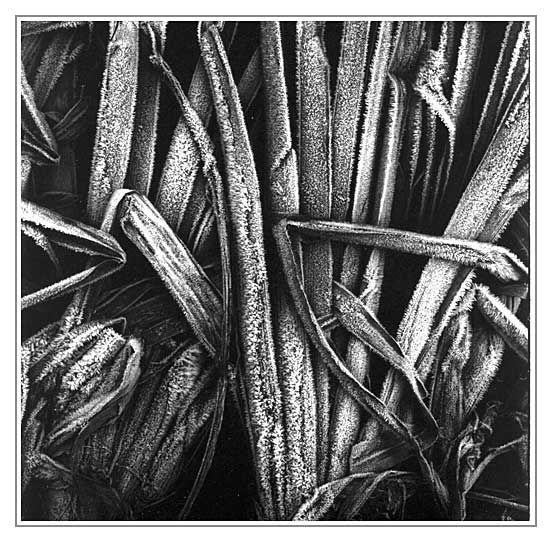 frosted reed