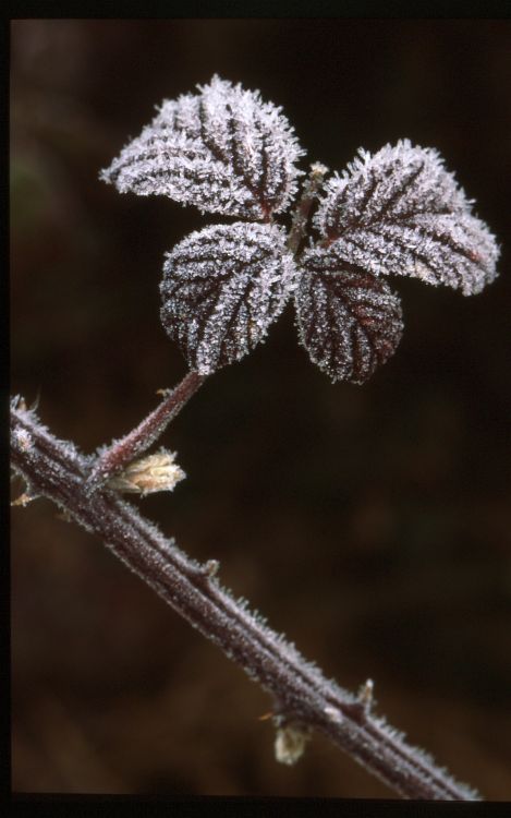 Frosty Bramble Leaves.