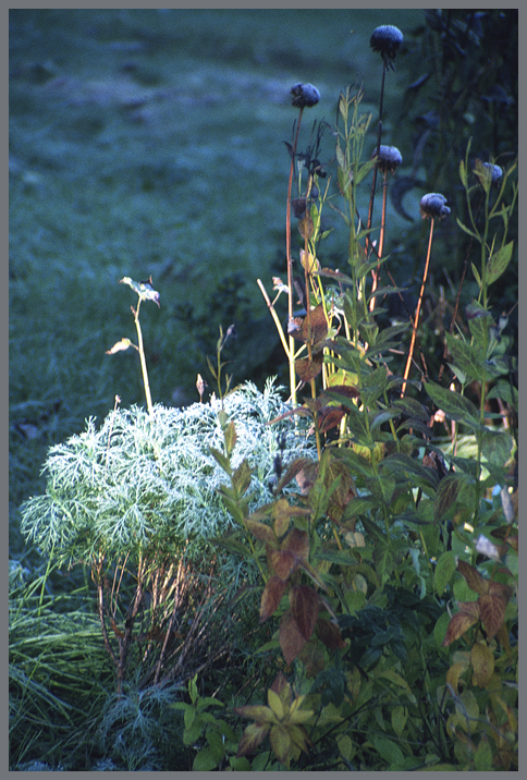 Frosty Morning