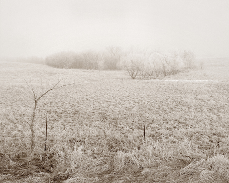 Frosty Pasture