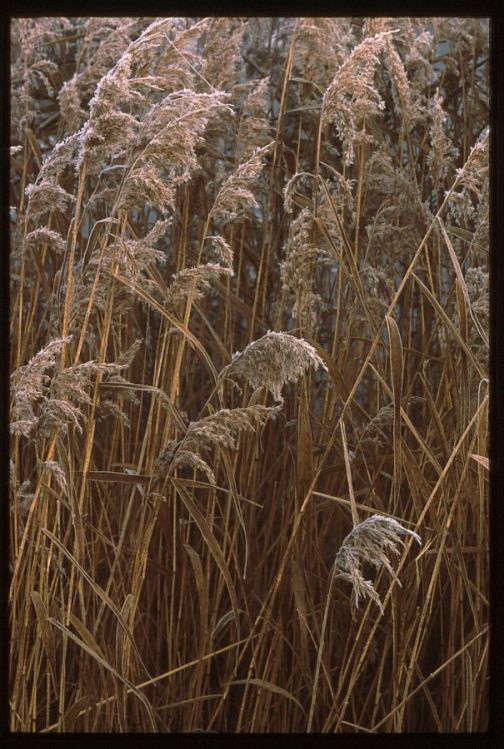 Frosty Reeds.