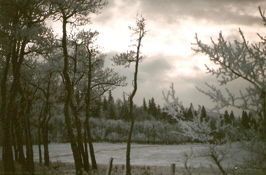 Frosty sun set