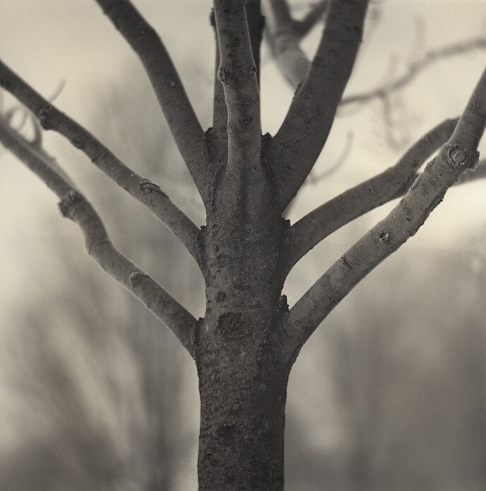 Frosty Tree