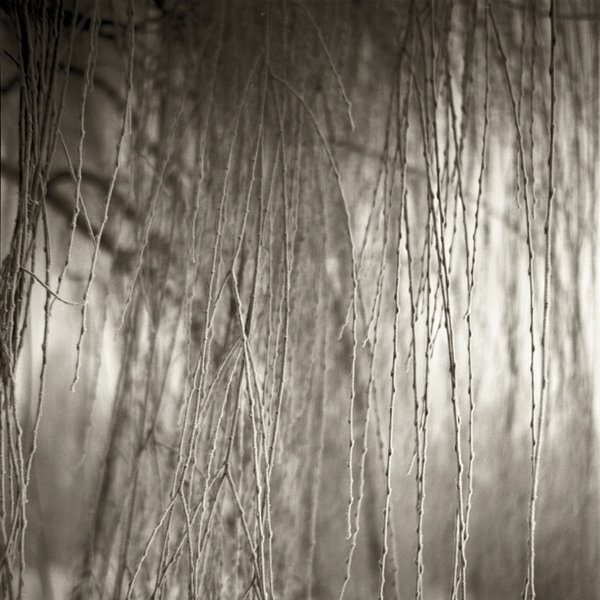 Frosty Willows 2