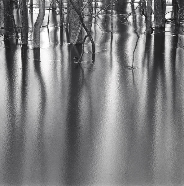 Frozen Forest, Eagle Creek