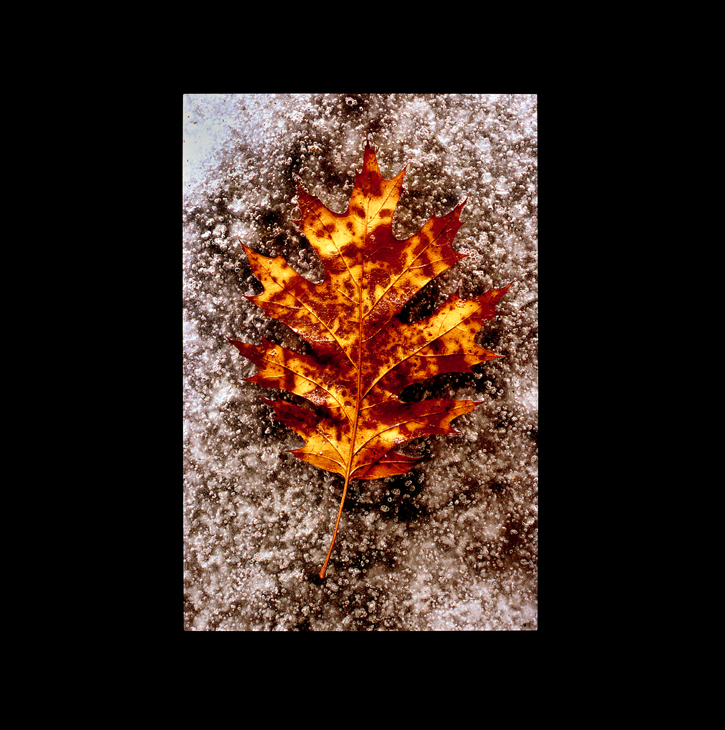 Frozen Leaf