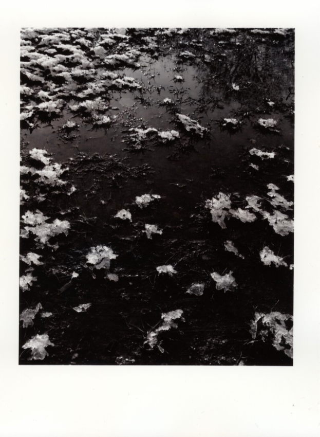 Frozen leafs in water puddle