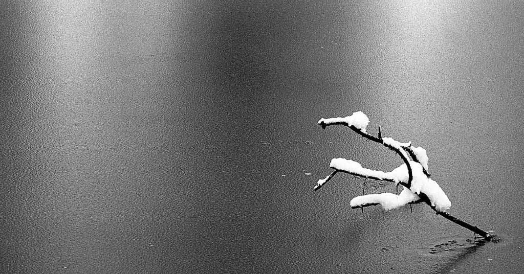 Frozen Twig