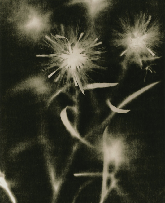 fun with photograms 1