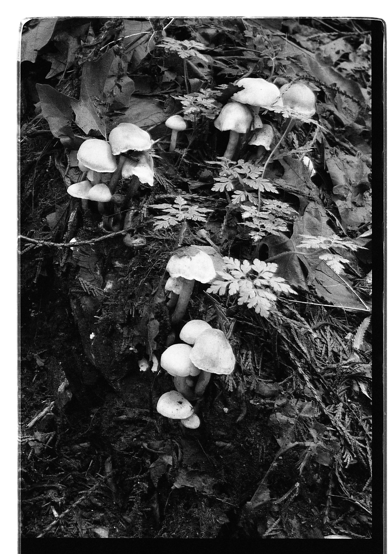 Fungi in the Details
