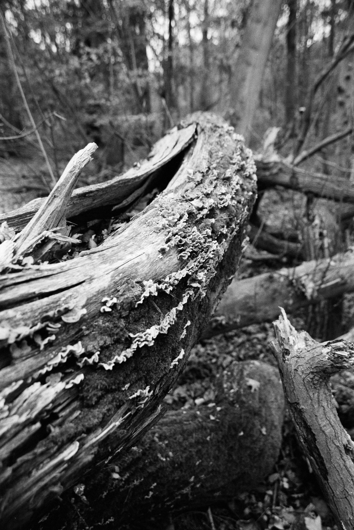 Fungi on fallen tree - 1