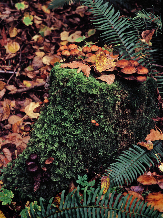 Fungi