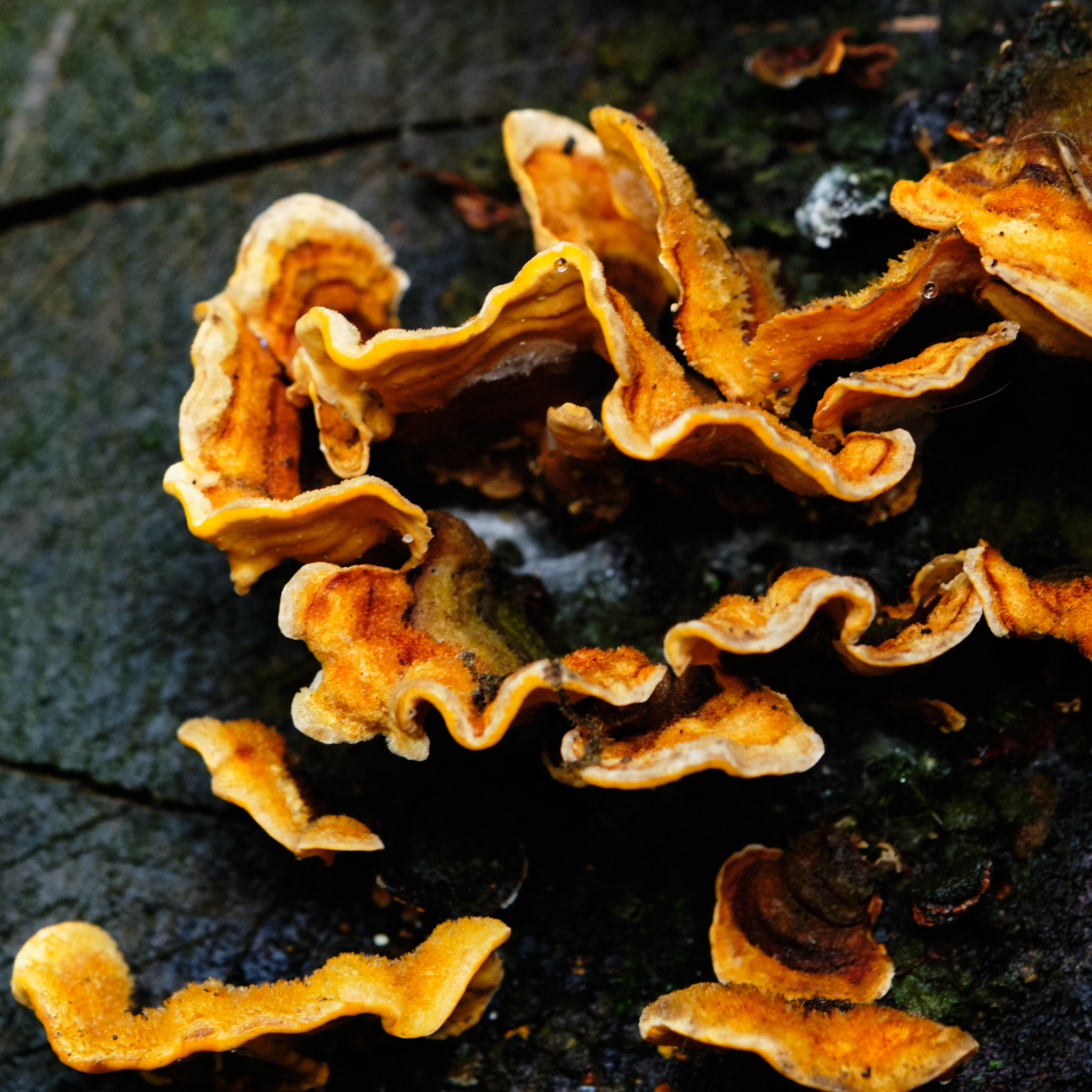 Fungi