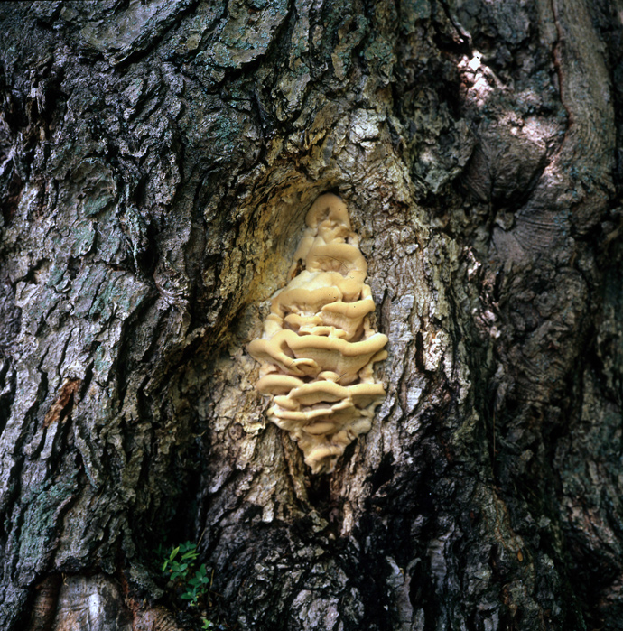 Fungus