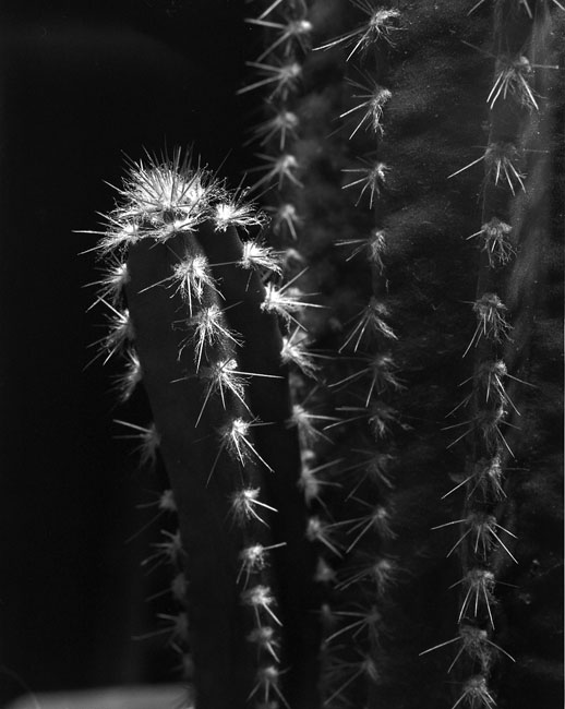 Fuzzy cactus