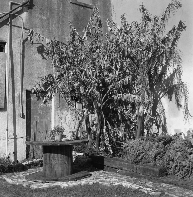 Galveston Courtyard