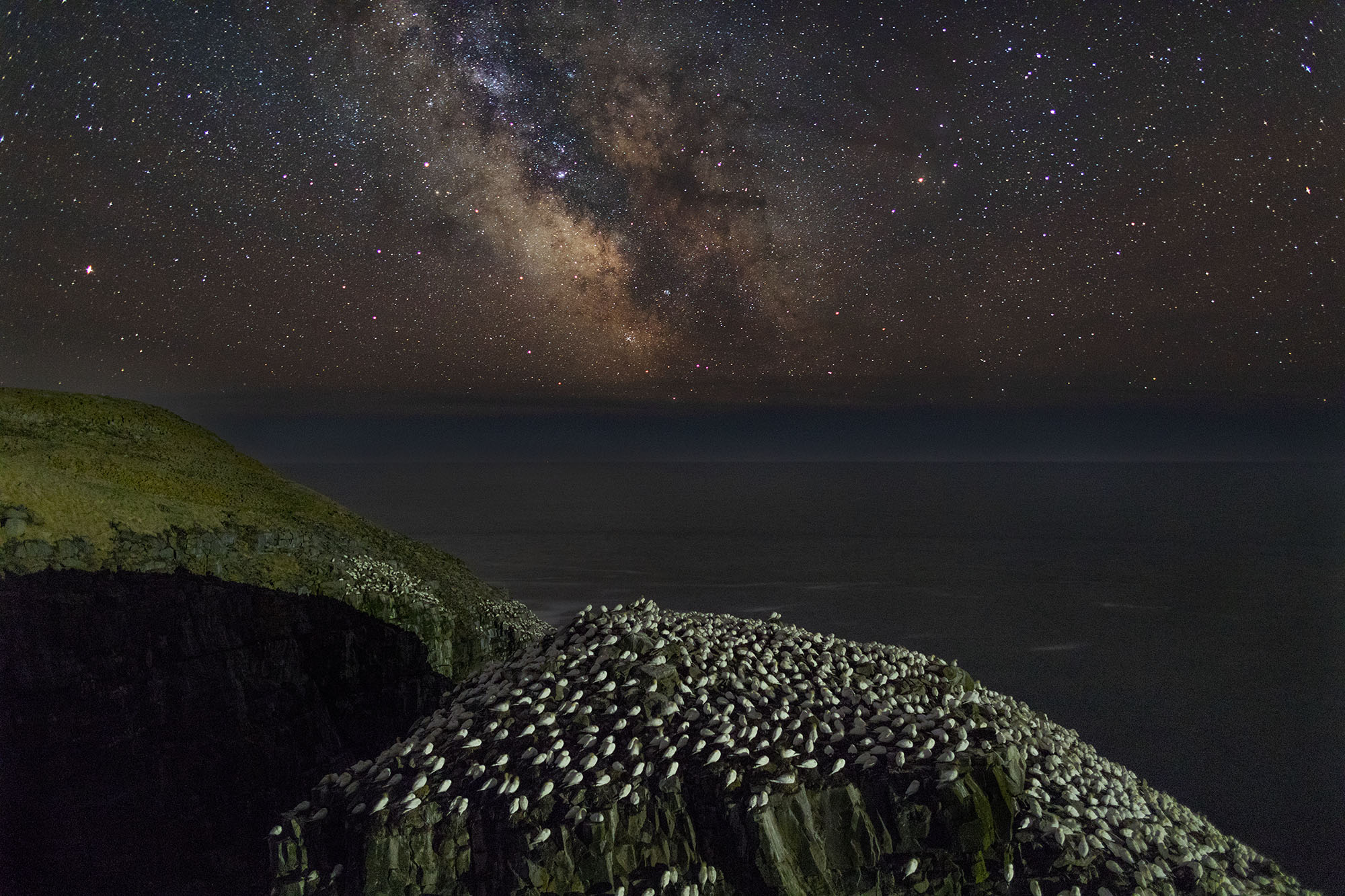 Gannet Colony; Cape St. Mary's, Newfoundland (2018)