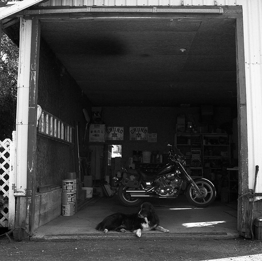 Garage Dog
