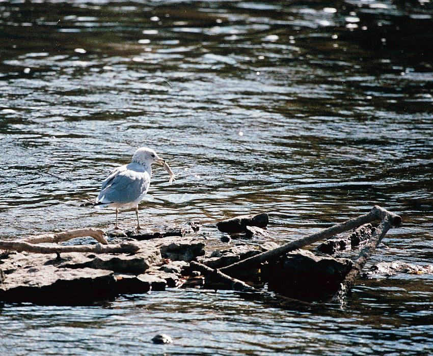 Garbage Gull