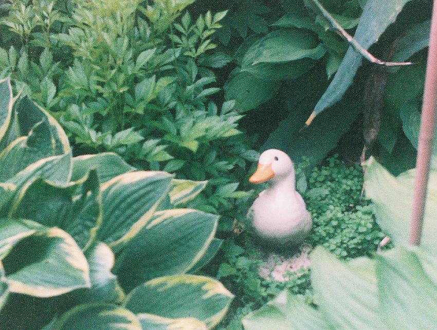 Garden Duck