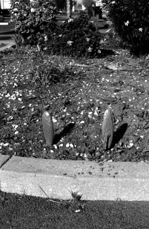 Garden, El Camino Real