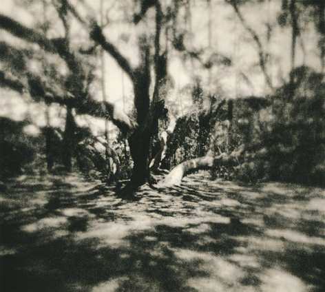 Garden Oak