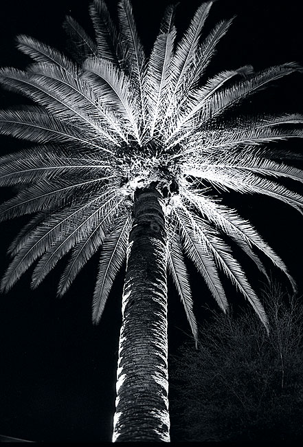 Garden Palm