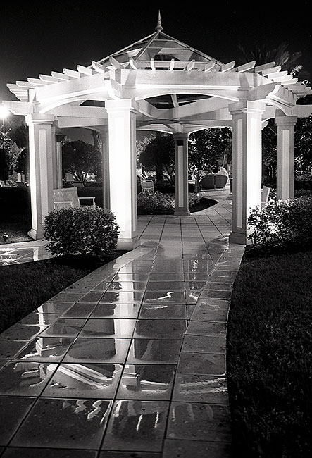 Garden Reflection