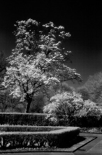 Garden trees