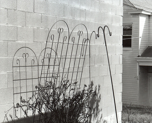 Garden Trellis