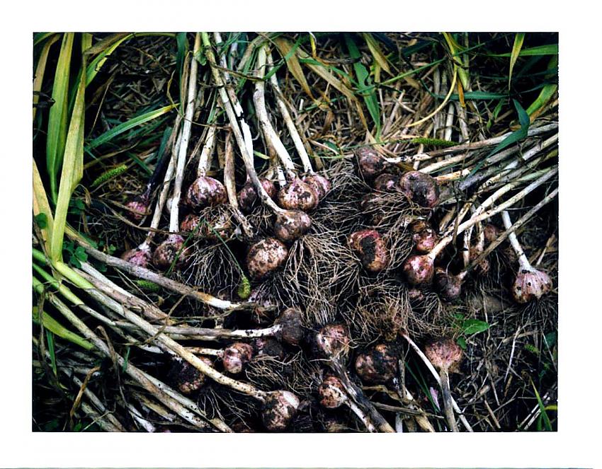 Garlic Harvest