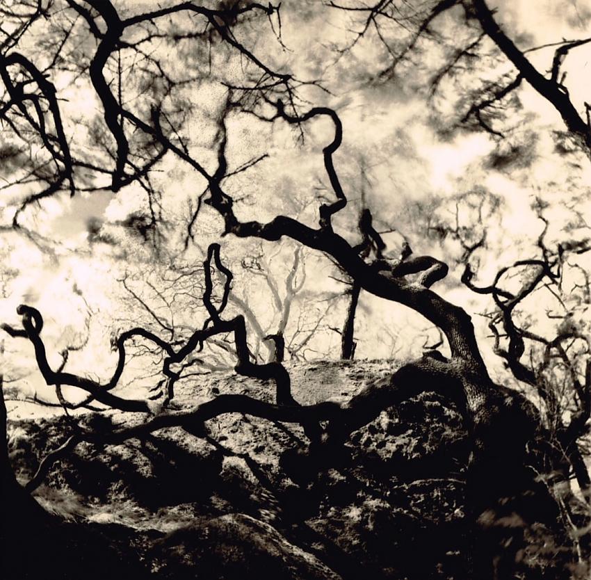 Garry Oaks in Motion