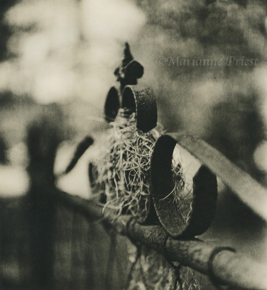 gate and moss