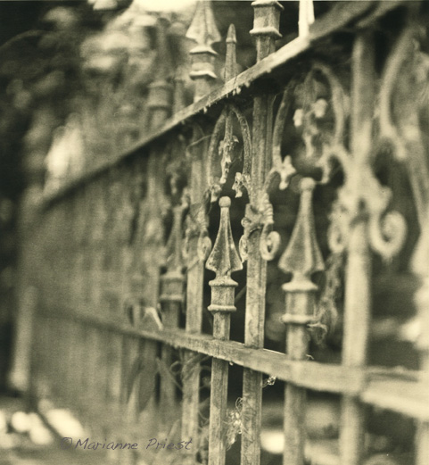 gate and vine 2