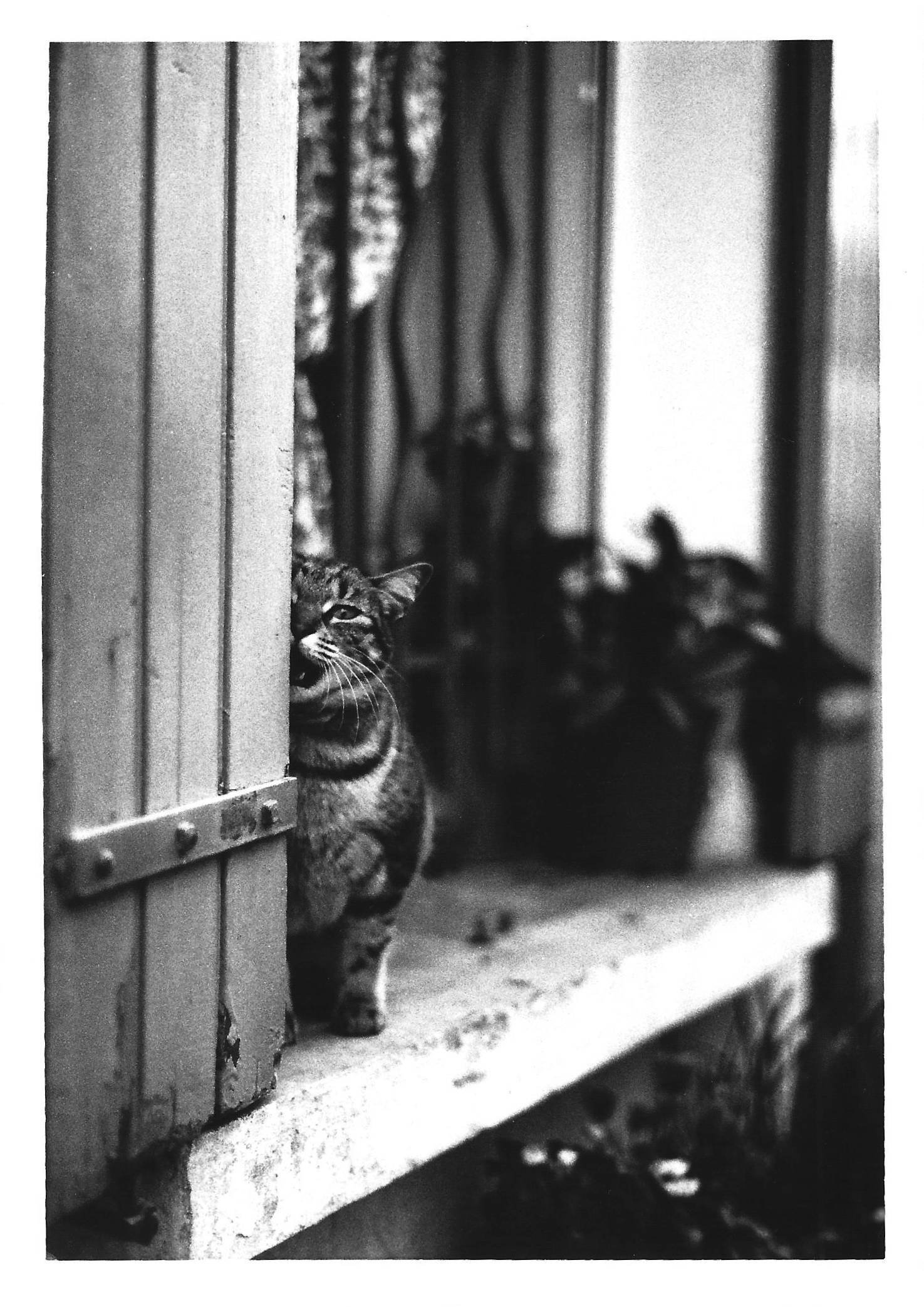 Gato 4