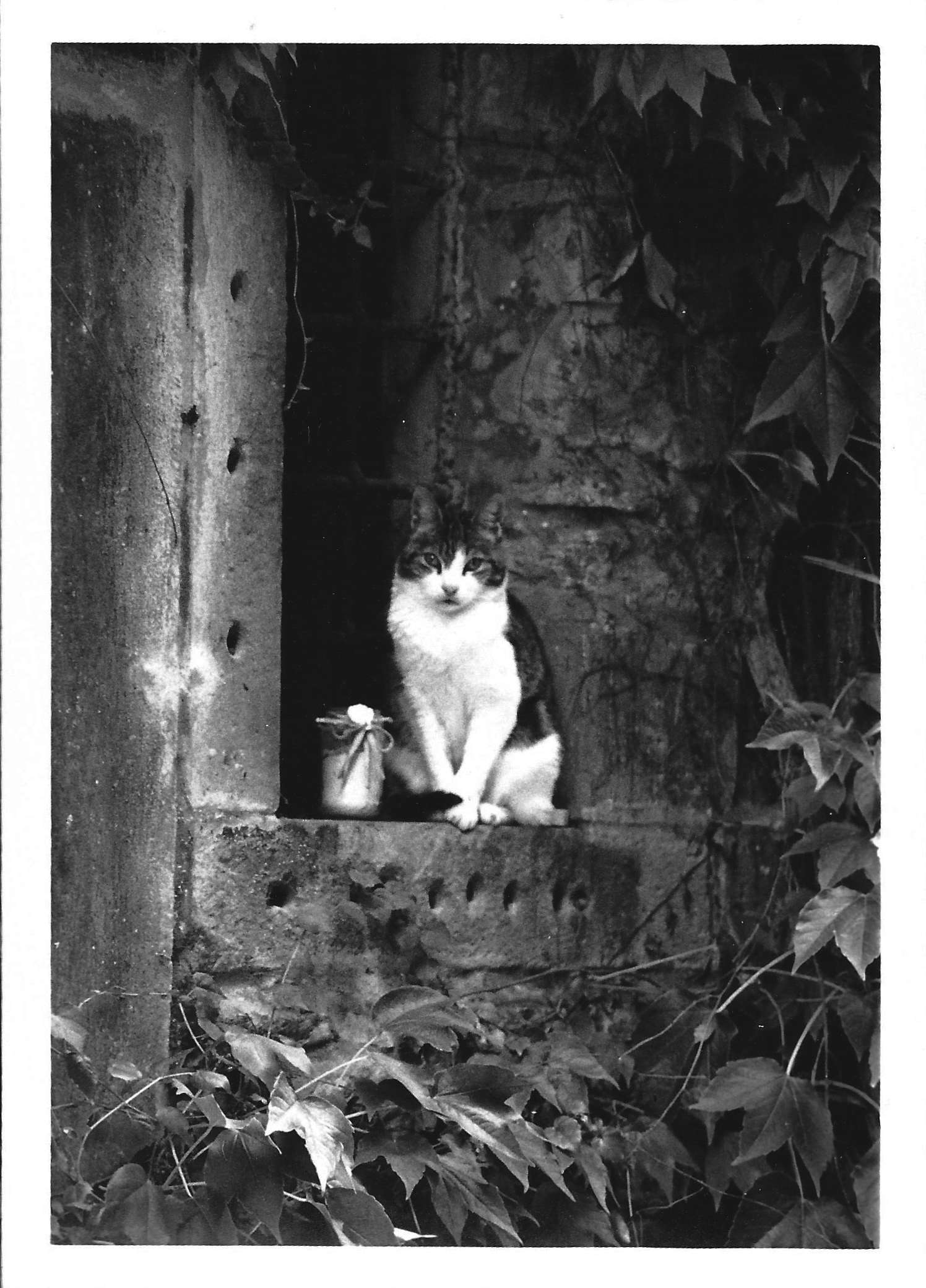 Gato