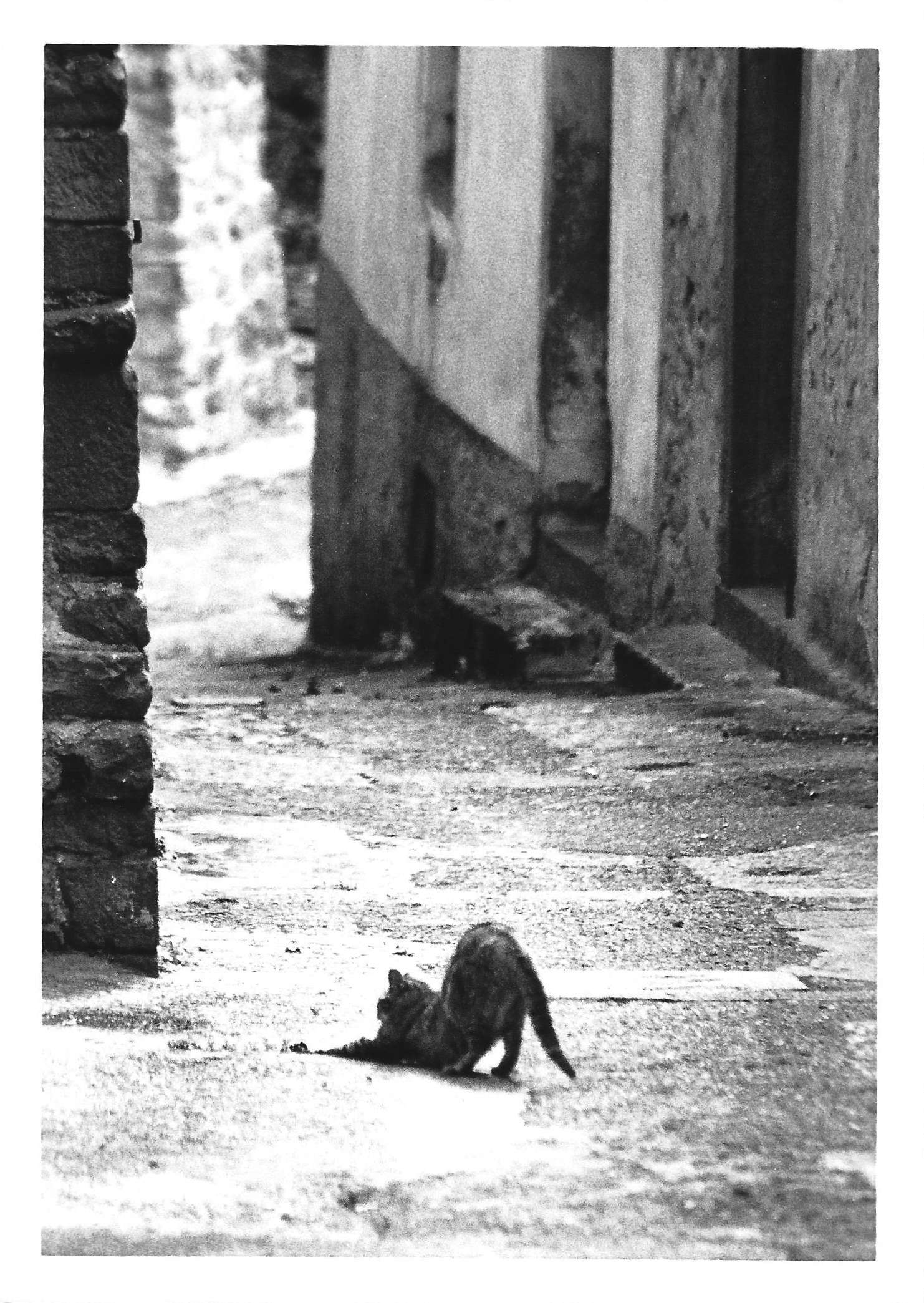 Gato