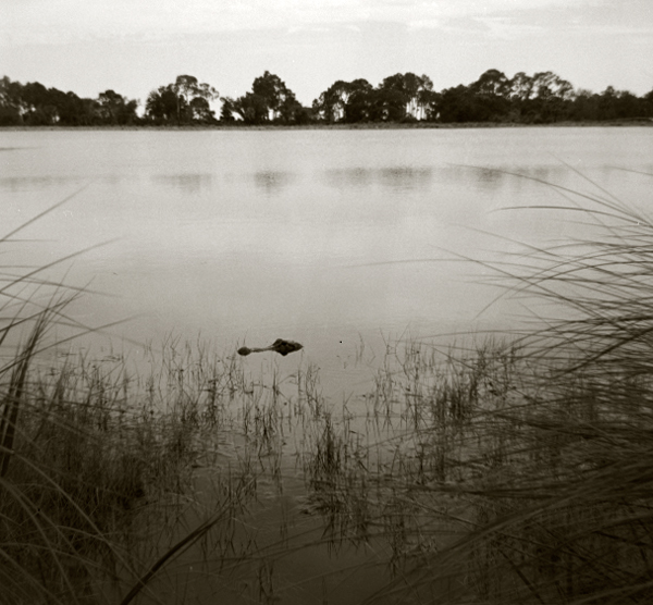 Gator In Pond
