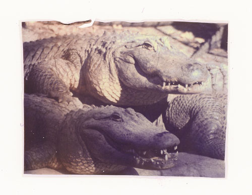 Gator Pile-Up