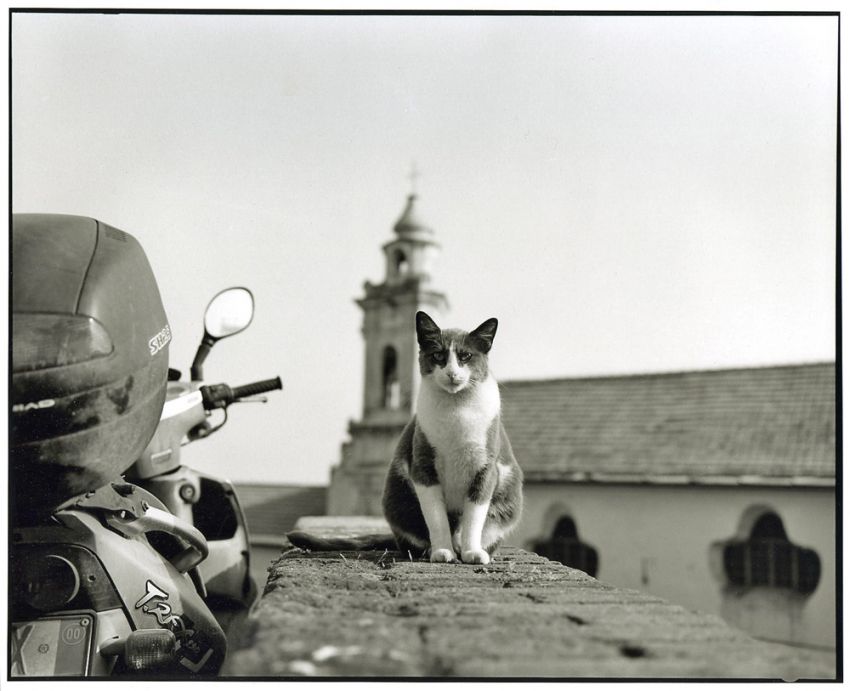 Gatto