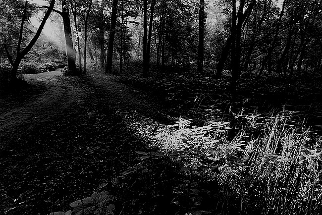 Gebhard Woods #1