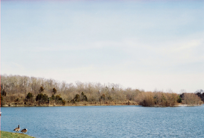 Geese at Lake Reba