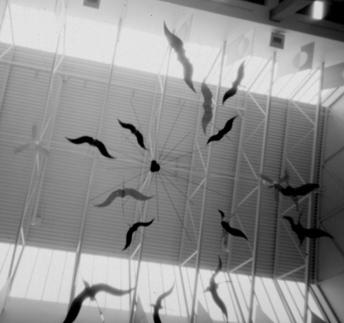 Geese Shadows