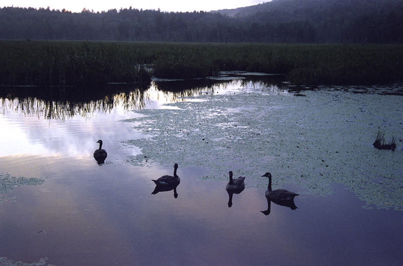 Geese