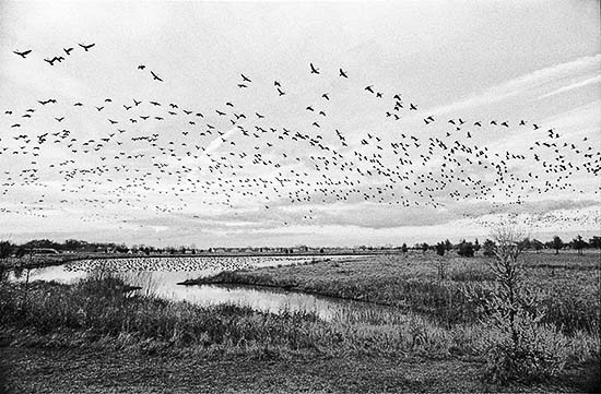 Geese