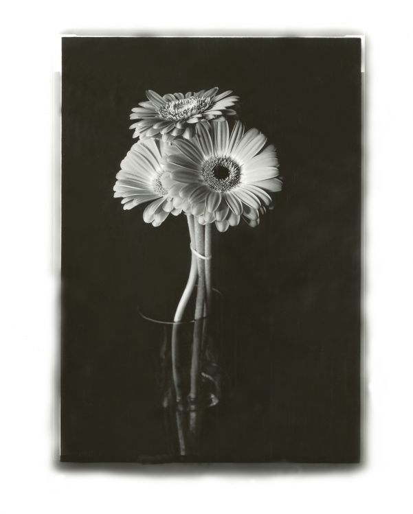 Gerber Daisies