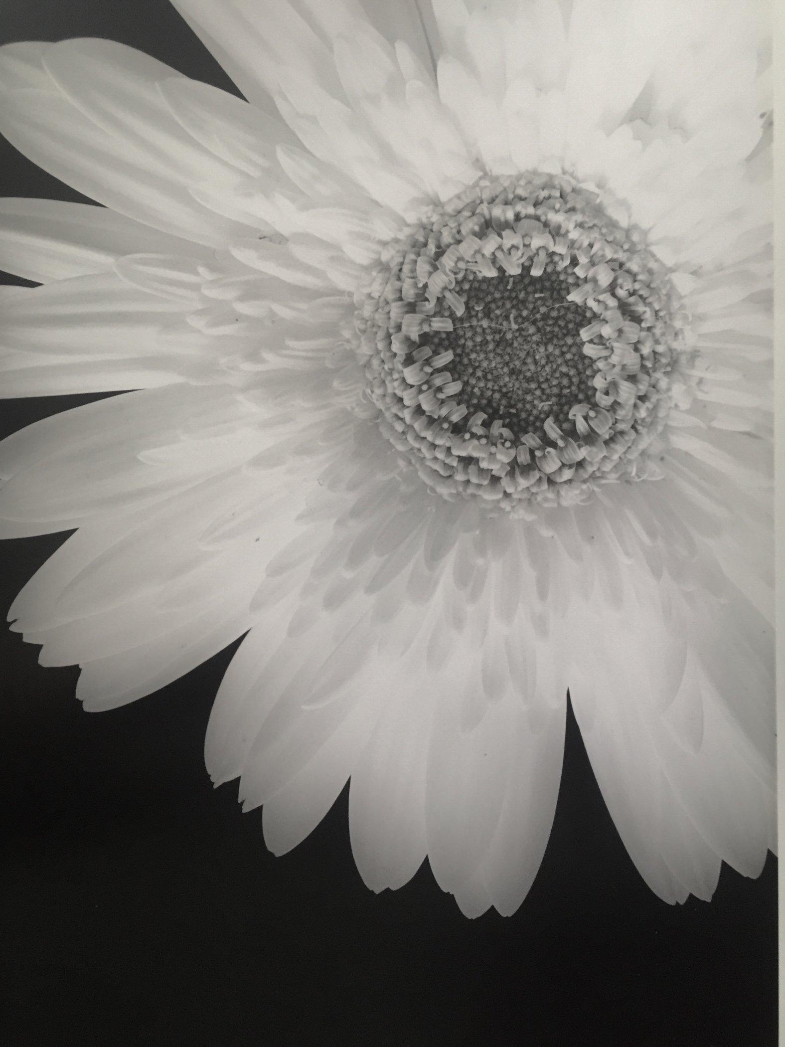 Gerbera