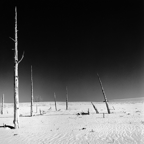 Ghost Forest